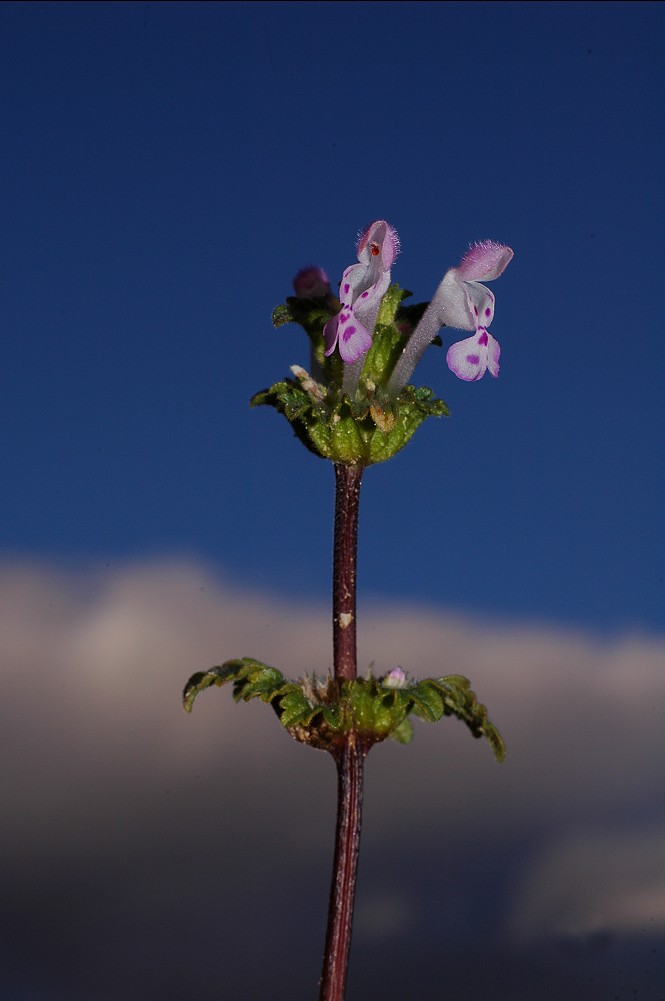 Lamium amplexicaule / Falsa-Ortica reniforme
